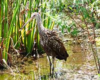 limpkin-jpg