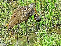 limpkin-2-jpg