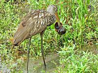 limpkin-3-jpg