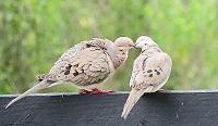dove-4-jpg