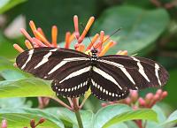butterfly-4-jpg
