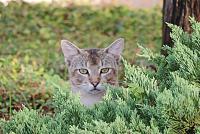 cat-7-jpg