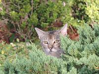 cat-6-jpg