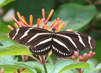 butterfly-4-copy-jpg