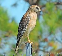 hawk-1_edited-2-jpg