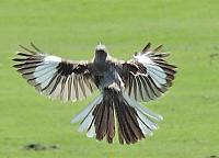 bird-2-jpg