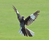 bird-1-jpg