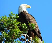 eagle-1-jpg