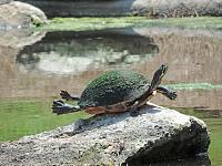 turtle-copy-jpg