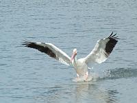 pelican-2-jpg
