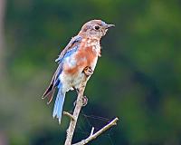 bluebird-6_edited-1-jpg