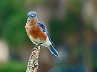 bluebird-2-jpg