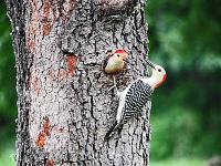 woodpeckers_edited-1-jpg