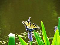 eastern-tiger-swallowtail-female-jpg