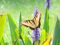 eastern-tiger-swallowtail-male-2-jpg