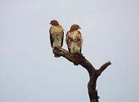 hawks-pair-jpg