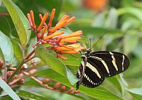 butterfly-2-jpg