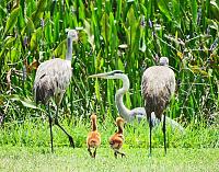 sand-crane-baby-4-jpg