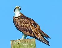osprey-signed-9-24-copy-jpg