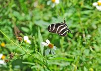 butterfly-signed-2-jpg