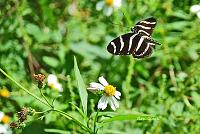 z-flying-butterfly-save-jpg