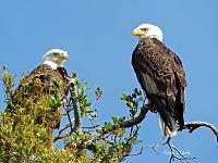 signed-bald-eagles-jpg
