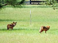 coyotes-jpg