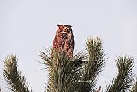 owl-6-signed-copy-jpg