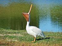 pelican-signed-jpg