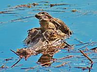 gator-babies-signed-jpg