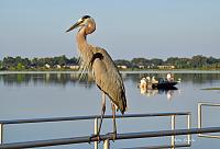 heron-lake-signeed-copy-jpg