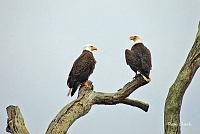 zzzzzz-eagle-signed-1-jpg