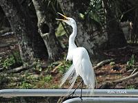 white-egret-4-signed-copy-jpg
