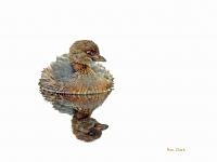 grebe-signed-save-jpg
