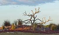 tree-2-signed-copy-jpg