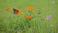 butterfly-monarch-signed-5-jpg
