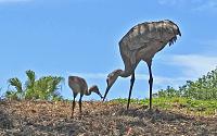 sand-hill-crane-1-copy-signed-jpg