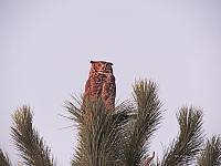 horned-owl-signed-1-copy-jpg