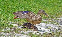 duck-babies-signed-jpg