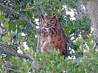 1-owl-signed-copy-jpg