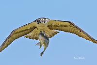 osprey-fish-8-signed-1-jpg
