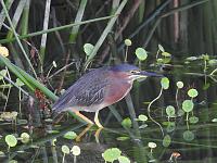 green-heron-1-copy-jpg