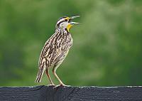 1-mockingbird-2-copy-jpg