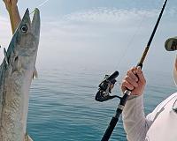 yellow-tail-jig-2-jpg