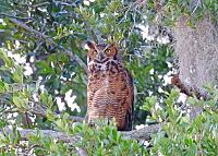 owl-signed-saved-copy-jpg