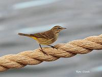 palm-warbler-signed-jpg