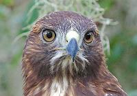 z-hawk-eyes-jpg
