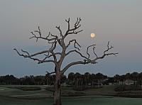 tree-13-jpg