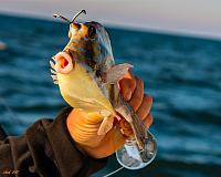 dsc_8222-jpgweb-jpg