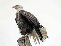1-save-eagle-signed-1-jpg